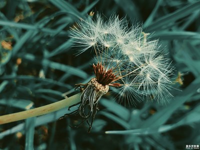 【人間四月花】
