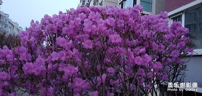 桃花盛開(kāi)