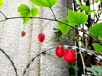 【希望】+讓生活趨向陽光