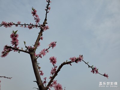 【希望】+桃花花語