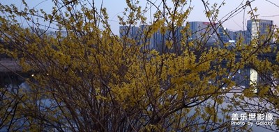 迎春花開(kāi)