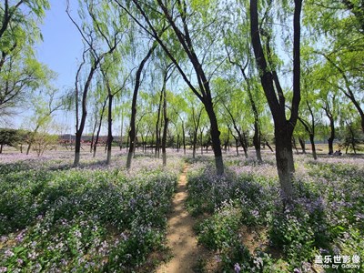 【希望】+四月盛開二月蘭