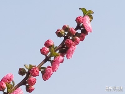 【希望】春花