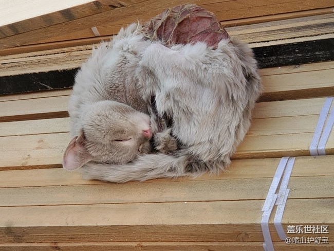 記錄一只受傷的流浪貓