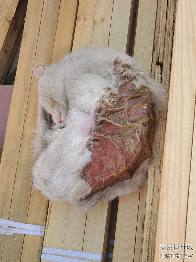 記錄一只受傷的流浪貓