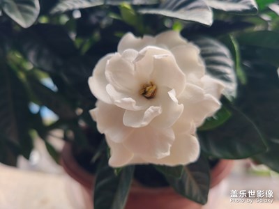 猜猜這是什么花？