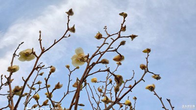 GalaxyS10+ 早春小景