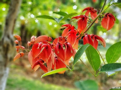 【希望】+春之覺醒