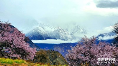 林芝桃花