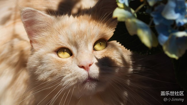 【宠物知识123】猫咪定期体检有哪些好处？