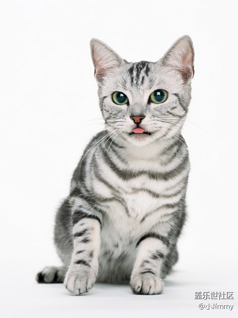 【宠物知识123】猫咪定期体检有哪些好处？