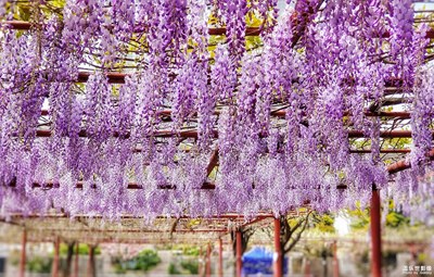 【希望】+好似一簾幽夢