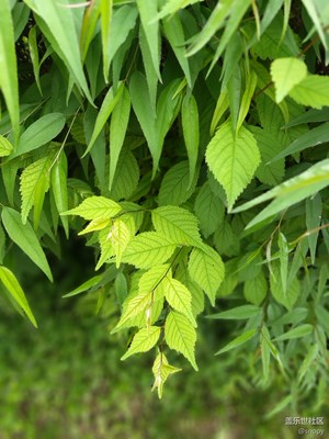 【希望】+綠色的萌動(dòng)