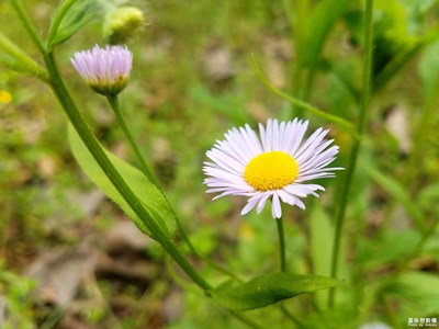 【希望】+花兒依然綻放
