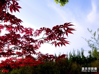 散步隨手拍，午后的陽光。。。。