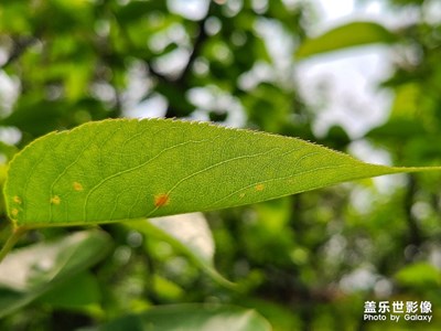 樹的葉