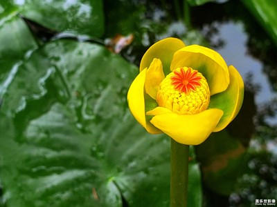 【春日麗影】+春季里百花香
