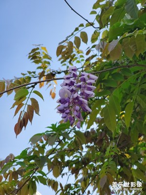 雨送黃昏花易落