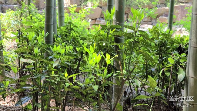 三星Galaxy S20 Ultra 5G 使用體驗(yàn)