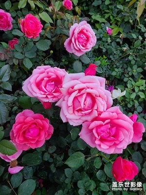 玫瑰花