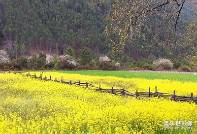 高原油菜花香