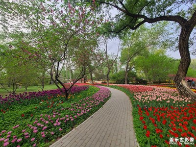 【春日麗影】醉美花季