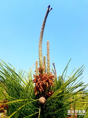 【春日麗影】+天好就要出來拍