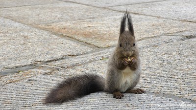 Galaxy S20 Ultra 5G   萌