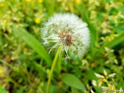 【春日麗影】+毛毛球