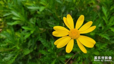 黃金菊