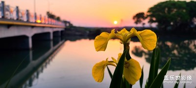 花迎春來