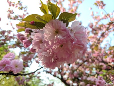春日麗影-大美東湖，櫻你而美