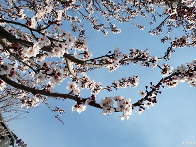 【春日麗影】+李花爛漫