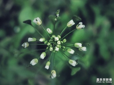 薺菜花開(kāi)