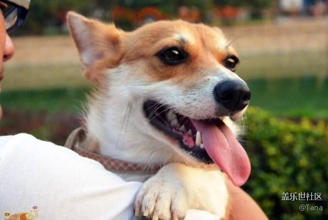 你家柯基有沒有被“寵壞”？