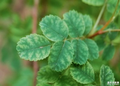 已開獎【蓋樂世影像周賽第139期】——享受生活