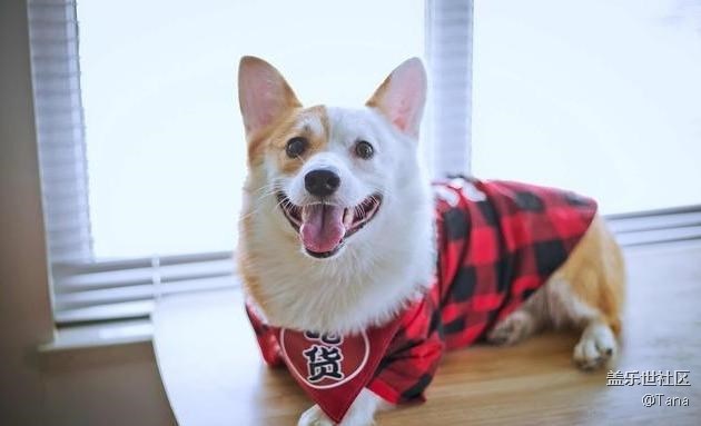 你家柯基有沒有被“寵壞”？