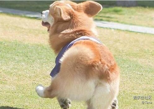 你家柯基有沒有被“寵壞”？