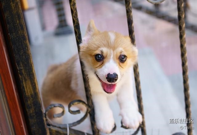 你家柯基有沒有被“寵壞”？