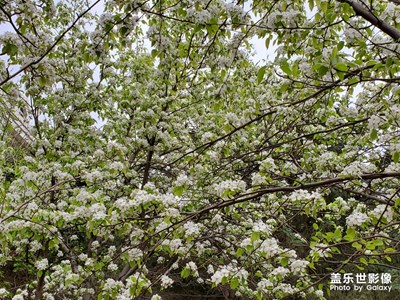 百花爭(zhēng)艷，各種鮮花在近接春的到來(lái)
