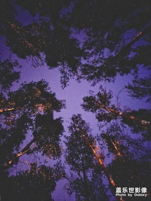 夜空，樹林，星空，長曝光