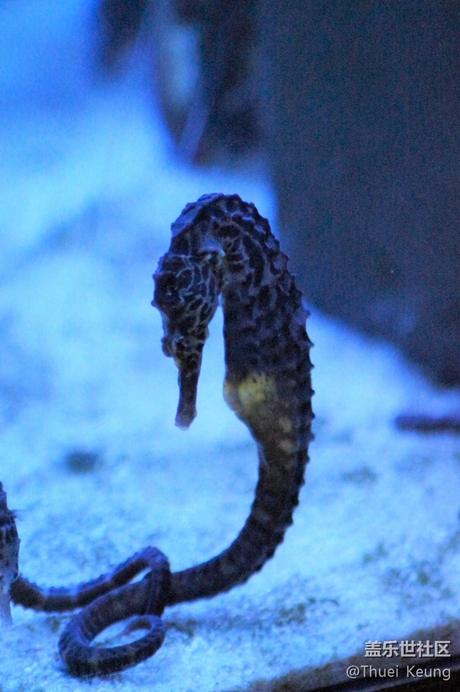 海洋館隨拍