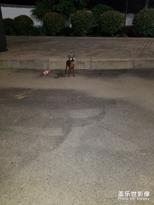 鹿犬