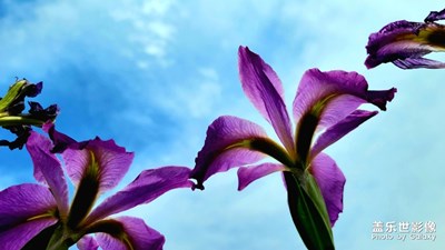 【春日麗影】花的藝術