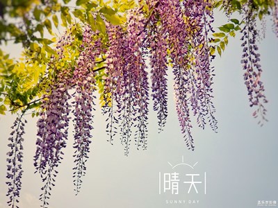 【春日麗影】+夢幻紫藤