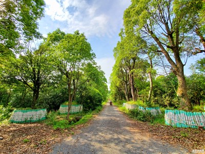 郁郁蔥蔥春本是春~