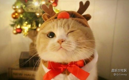 【寵物知識123】貓咪最適宜的溫度是幾度？