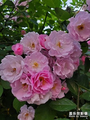 花兒隨手拍
