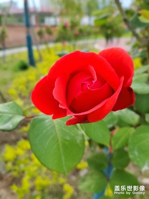 花、夕陽