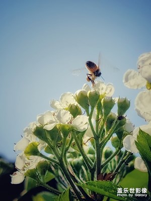 山楂花開(kāi)